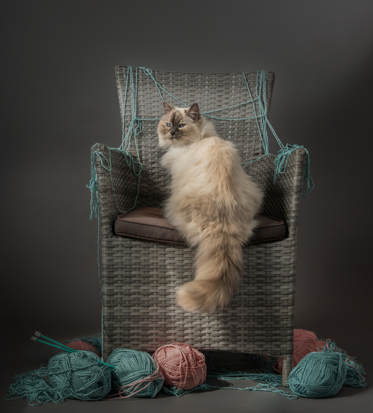 Photograph Isabella Robbeson Woven Dreams on One Eyeland