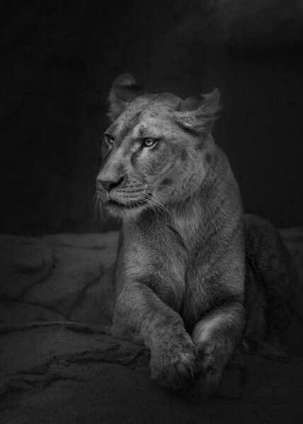 Photograph Yushi Kaisyakuji Queen Siesta on One Eyeland