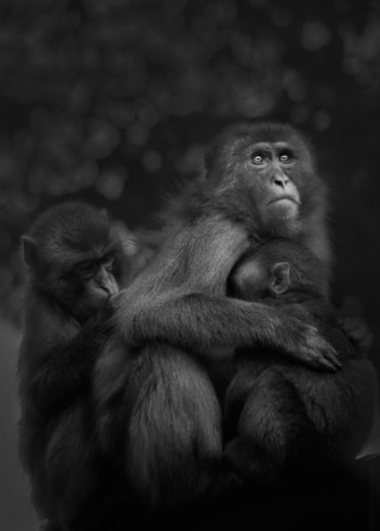 Photograph Yushi Kaisyakuji Bonds on One Eyeland