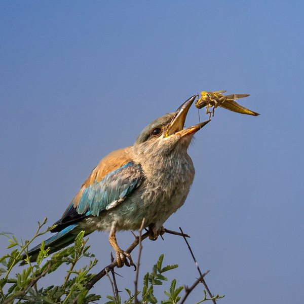 Photograph Sachendra Yadav Roller Eating Insect on One Eyeland