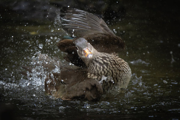 Photograph Ko Hagi Mandarin Duck on One Eyeland
