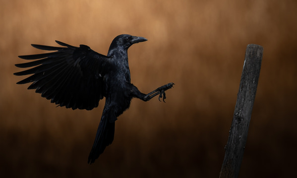Photograph Fuji Mon The Landing Of The Black Wings on One Eyeland