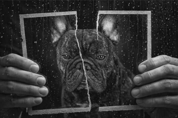 Photograph Olga Sofronova French Bulldog on One Eyeland