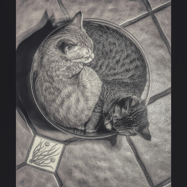 Photograph Larry Hamill Kittens on One Eyeland