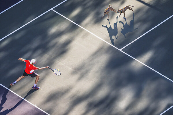 Photograph Mitchell Funk Running Dogs On Tennis Court on One Eyeland