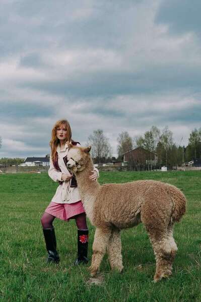 Photograph Lilia Abrahamsen Alpacas on One Eyeland
