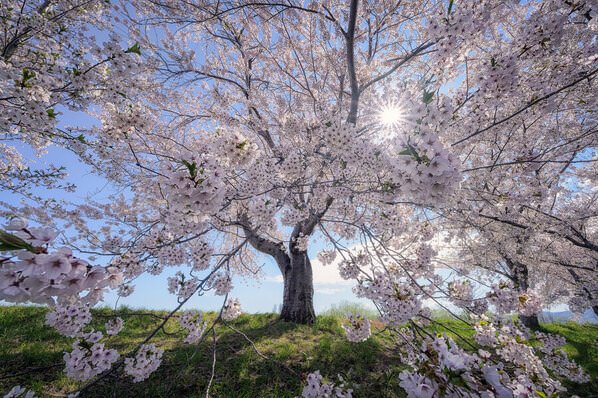 Photograph Yuusei Nagahata Spring Sunshine on One Eyeland