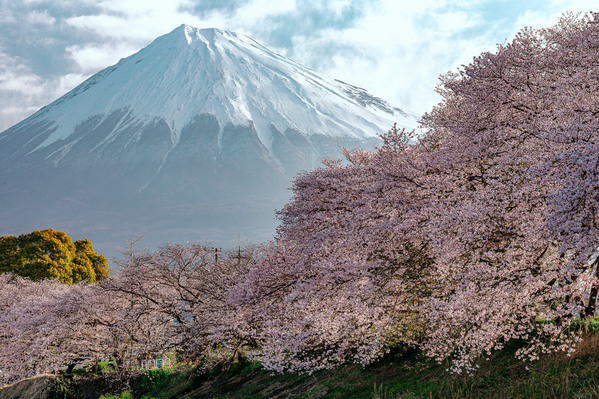 Photograph Eku Nii Spring Visiting The Foot Of Mt Fuji on One Eyeland
