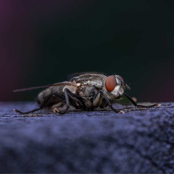 Photograph Ryuta Suzuki Fly on One Eyeland