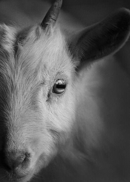 Photograph Yushi Kaisyakuji Eye Of Goat on One Eyeland