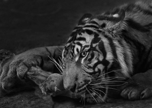 Photograph Yushi Kaisyakuji Bite Eat on One Eyeland