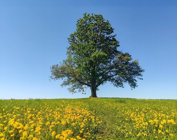 Photograph Maria Samokhvalova Lonely Tree on One Eyeland