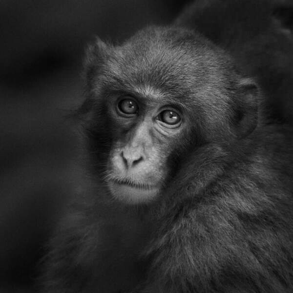 Photograph Yushi Kaisyakuji Still Eyes on One Eyeland