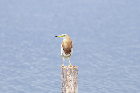 Photograph Phyo Kyaw Waiting To Fish on One Eyeland