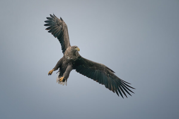 Photograph Stefano Caccia Wild Thing on One Eyeland