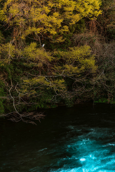 Photograph Eku Nii Heron Roost on One Eyeland