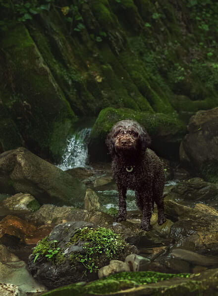 Photograph Natalia Matyukhina Lagotto Romagnolo on One Eyeland