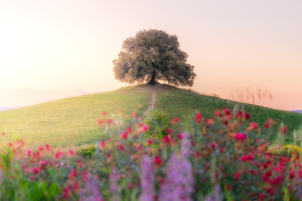 Photograph Emiddio Andrea Polcaro Blooming Spring on One Eyeland