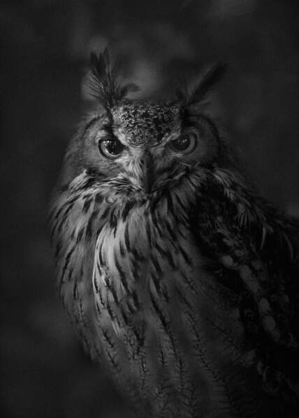 Photograph Yushi Kaisyakuji Owl on One Eyeland