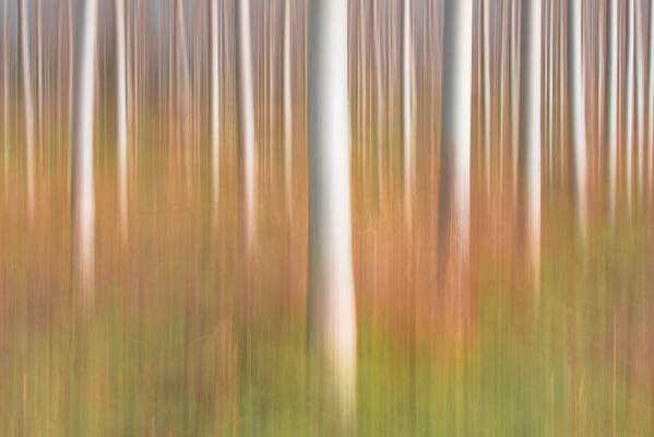 Photograph Luca Menotti Burning Poplars on One Eyeland