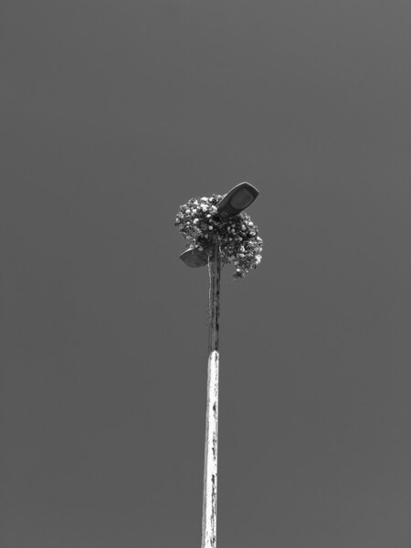 Photograph Aida Radbord Grow In Impossible Place on One Eyeland