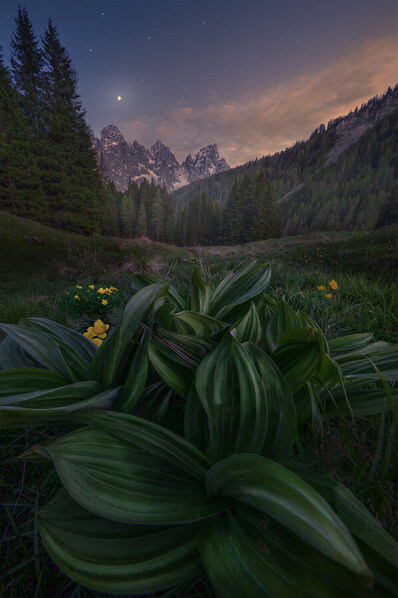 Photograph Markus Albert Moon Blossom on One Eyeland