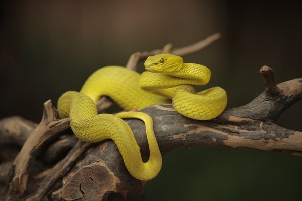 Photograph Hario Suhendra The Yellow Of Killer on One Eyeland