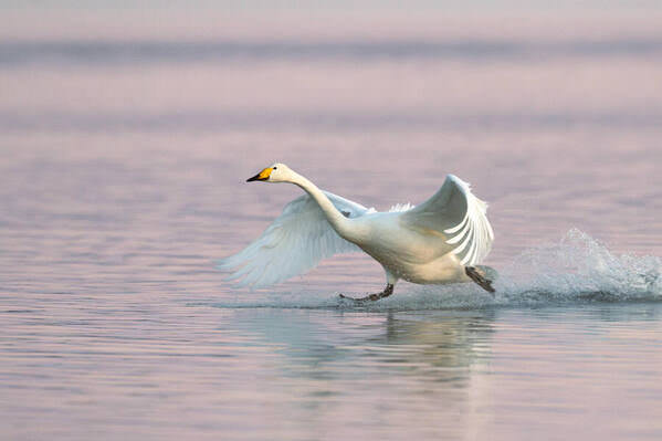 Photograph Allan Andersen Walking On Water on One Eyeland
