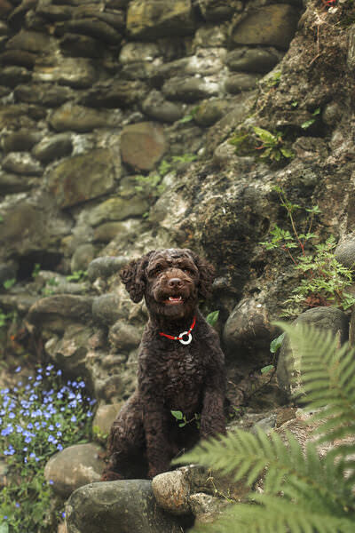 Photograph Natalia Matyukhina Lagotto Romagnolo on One Eyeland