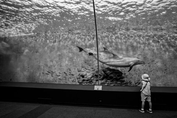 Photograph Tamau Tamau Aquarium on One Eyeland