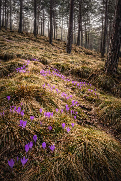 Photograph Alexander Shilov Asp_260321_135 on One Eyeland