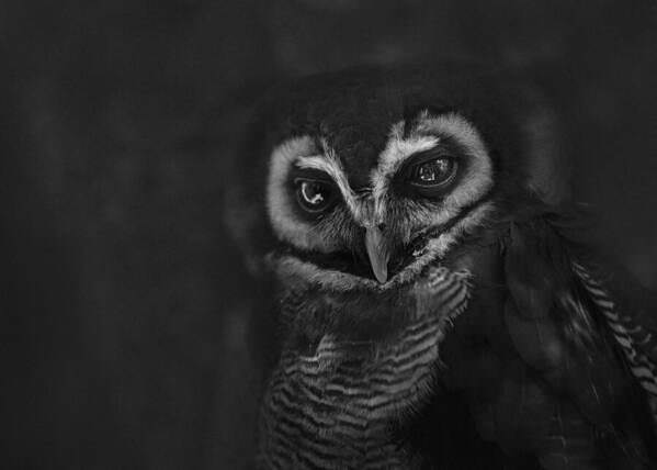 Photograph Yushi Kaisyakuji Fabulous on One Eyeland
