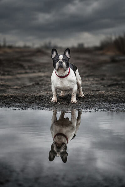 Photograph Olga Sofronova French Bulldog on One Eyeland