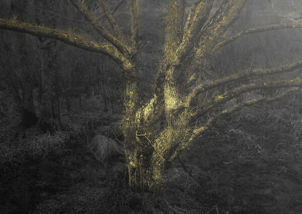 Photograph Toshifumi Tanaka Konkani Kewtum on One Eyeland