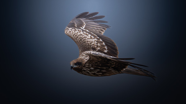 Photograph Fuji Mon Hunting For Prey on One Eyeland