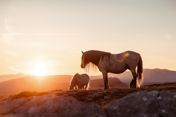 Photograph Fabienne Gassmann Wild At Heart on One Eyeland