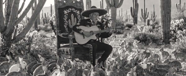 Photograph Steve Turner Serenade Of The Rabbits on One Eyeland