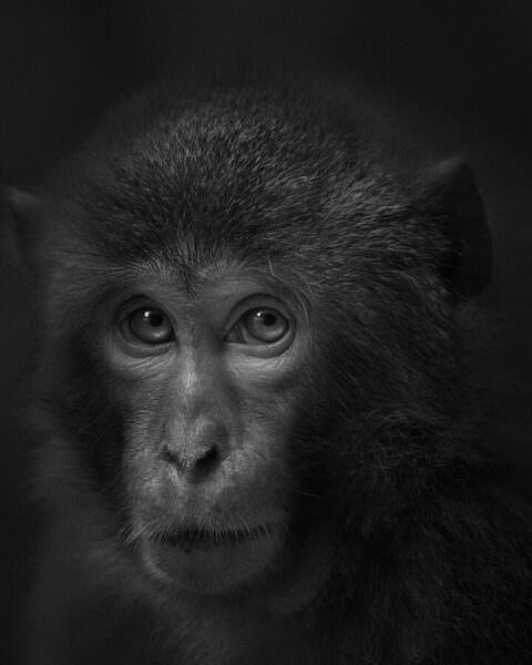 Photograph Yushi Kaisyakuji Tabular on One Eyeland