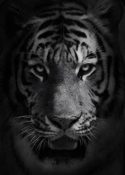 Photograph Yushi Kaisyakuji Tiger Face on One Eyeland