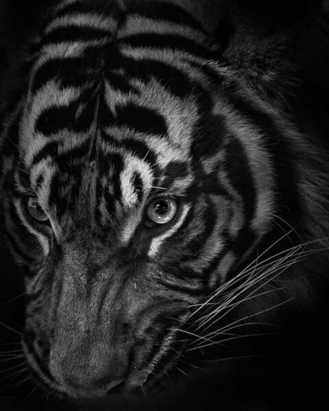 Photograph Yushi Kaisyakuji Fine Gaze on One Eyeland
