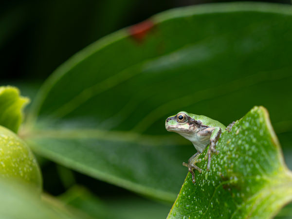 Photograph Ko Hagi Tree Frog on One Eyeland