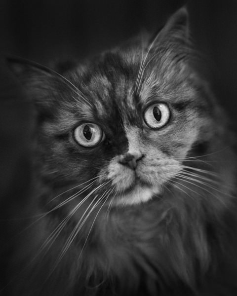 Photograph Yushi Kaisyakuji Tilt on One Eyeland