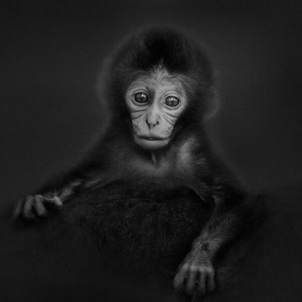Photograph Yushi Kaisyakuji Newborn Portrait on One Eyeland
