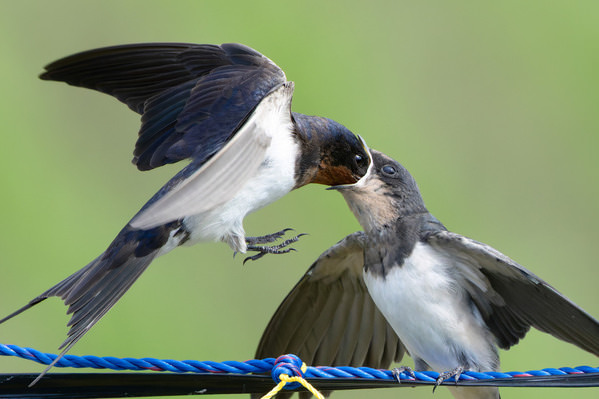 Photograph Ko Hagi Swallow on One Eyeland