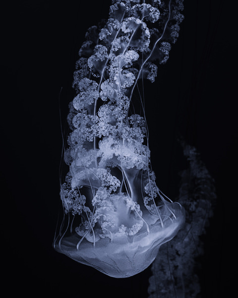 Photograph Seint Rei Frozen Blossom on One Eyeland