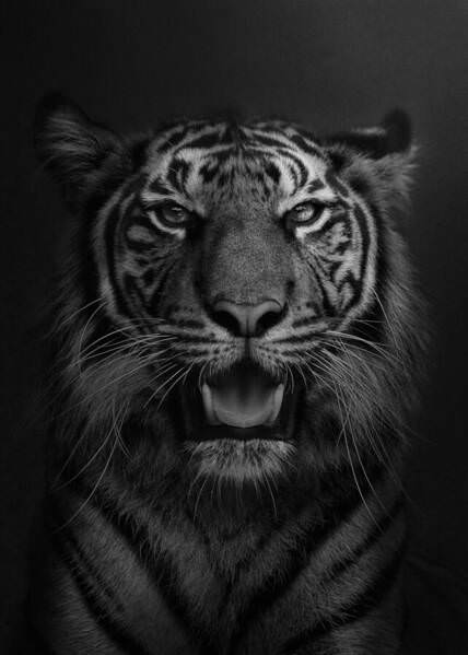 Photograph Yushi Kaisyakuji The Very Portrait Of Tiger on One Eyeland