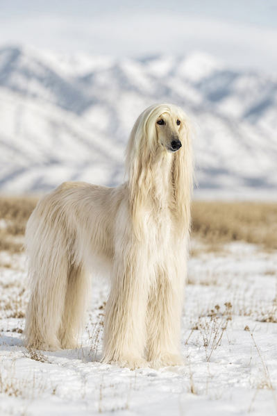 Photograph Olga Sofronova Dog on One Eyeland
