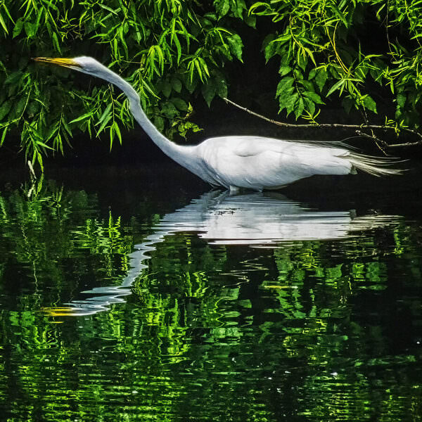 Photograph Larry Hamill Egret on One Eyeland
