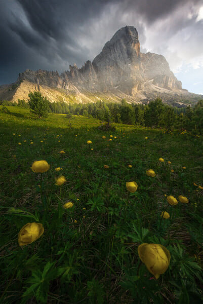 Photograph Markus Albert Les Fleurs Du Mal Iv on One Eyeland