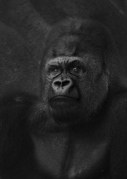 Photograph Yushi Kaisyakuji Gentle Man on One Eyeland